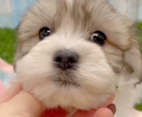 Havachon Puppies For Sale Lone Star Pups